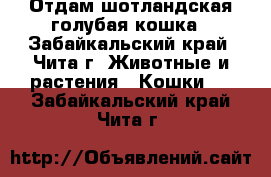 Отдам шотландская голубая кошка - Забайкальский край, Чита г. Животные и растения » Кошки   . Забайкальский край,Чита г.